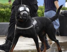 “汪汪队”的“苏超”赛场安保日记