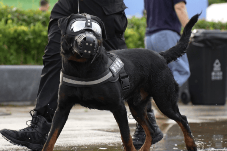 “汪汪队”的“苏超”赛场安保日记