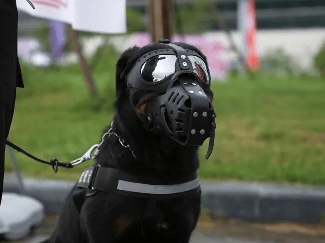 “汪汪队”的“苏超”赛场安保日记