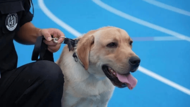 “汪汪队”的“苏超”赛场安保日记